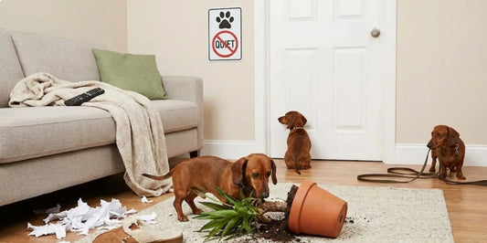 19 raisons de ne pas adopter un teckel