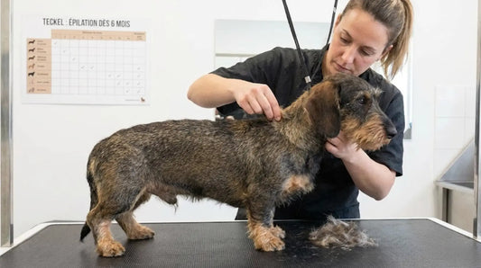 À quel âge épiler un Teckel