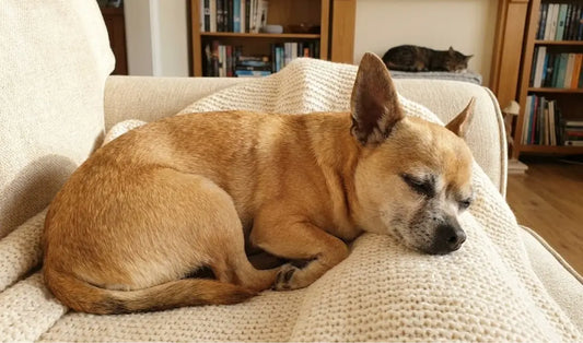 A quel âge un chihuahua se calme ?