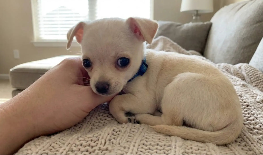 Bébé chihuahua
