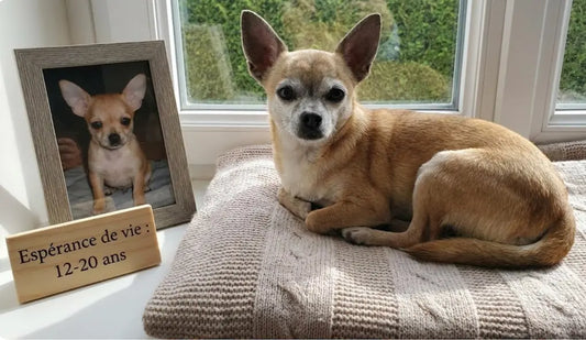 Combien de temps vit un chihuahua 