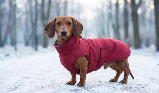 Faut-il mettre un manteau à un Teckel ?