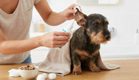 Nettoyer oreilles teckel