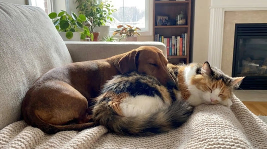 Teckel et chat : sont-ils compatibles ?