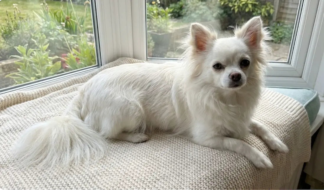  chihuahua poil long blanc