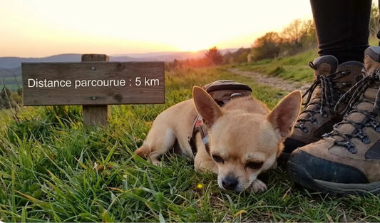 combien de km peut marcher un chihuahua
