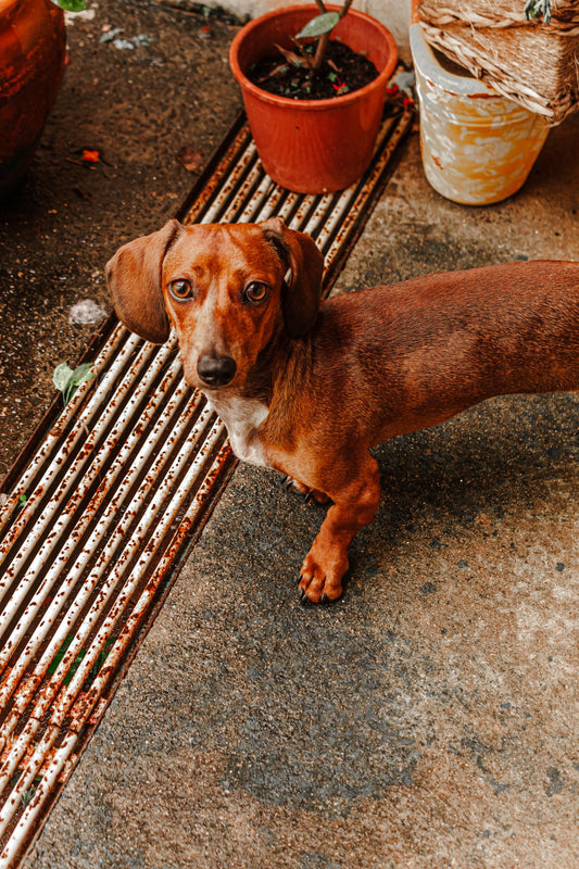 Teckel attentif debout sur une terrasse