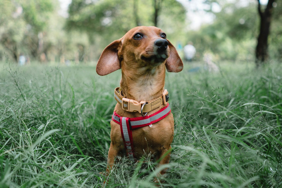 Teckel avec collier assis dans l'herbe