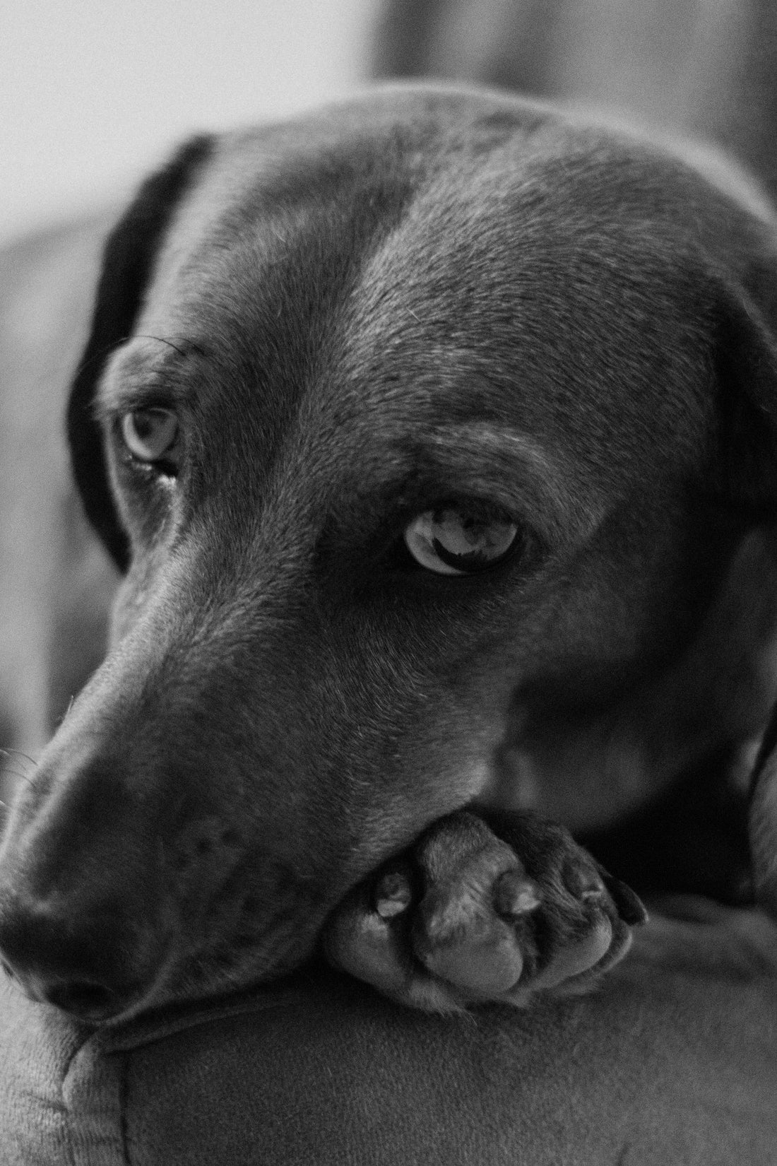 Teckel senior allongé, portrait en noir et blanc