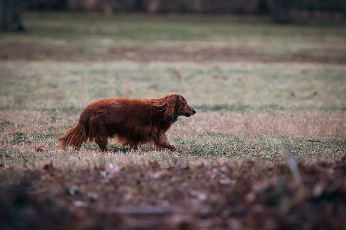 Teckel à poil long qui marche dans un champ en automne