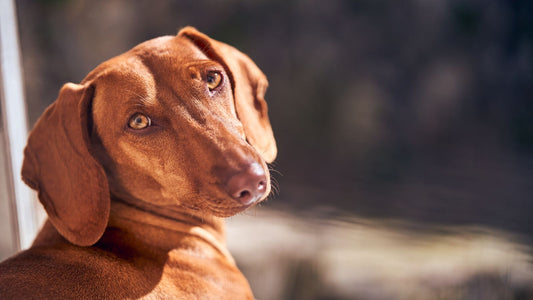 Chiot teckel brun qui regarde l'objectif