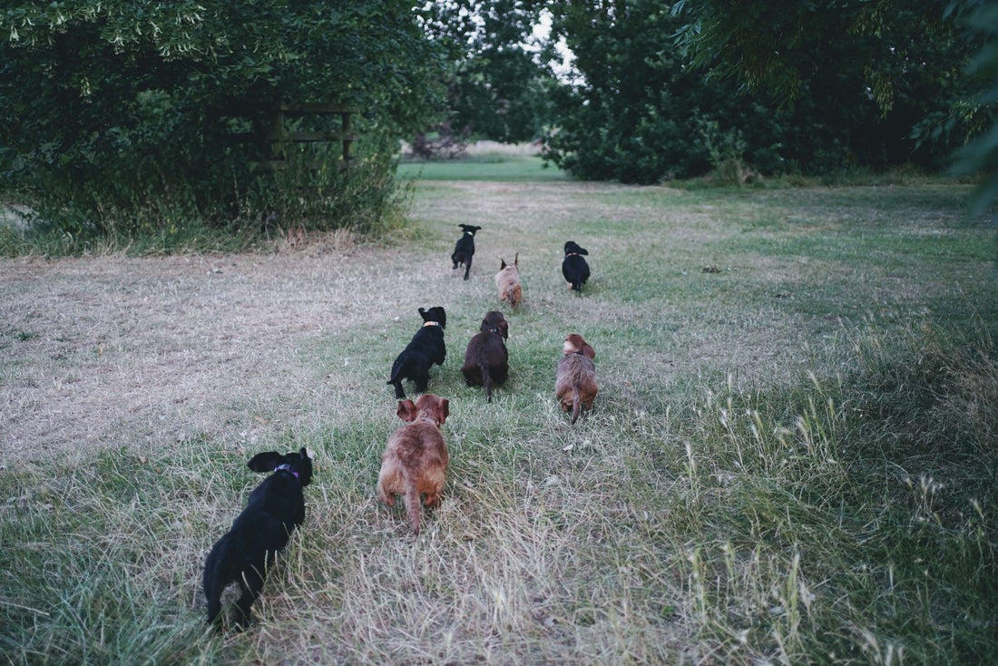 Groupe de teckels qui courent dans un parc