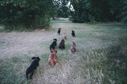 Groupe de teckels qui courent dans un parc