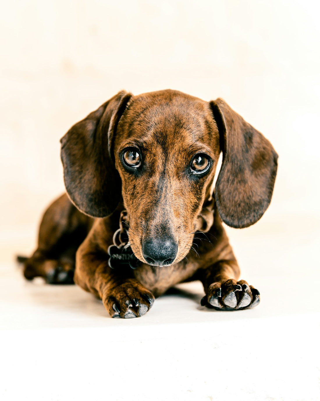 Chiot teckel brun sur un sol blanc