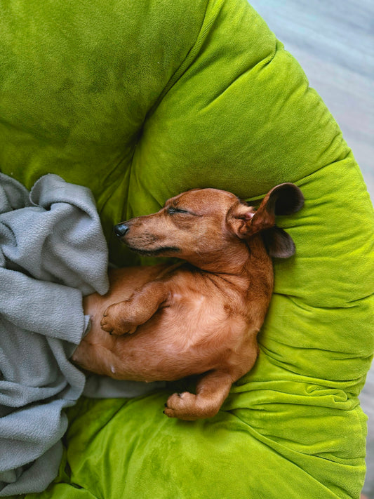 Chiot teckel qui dort sur une chaise verte