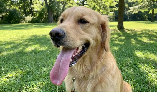 pourquoi mon chien tire la langue