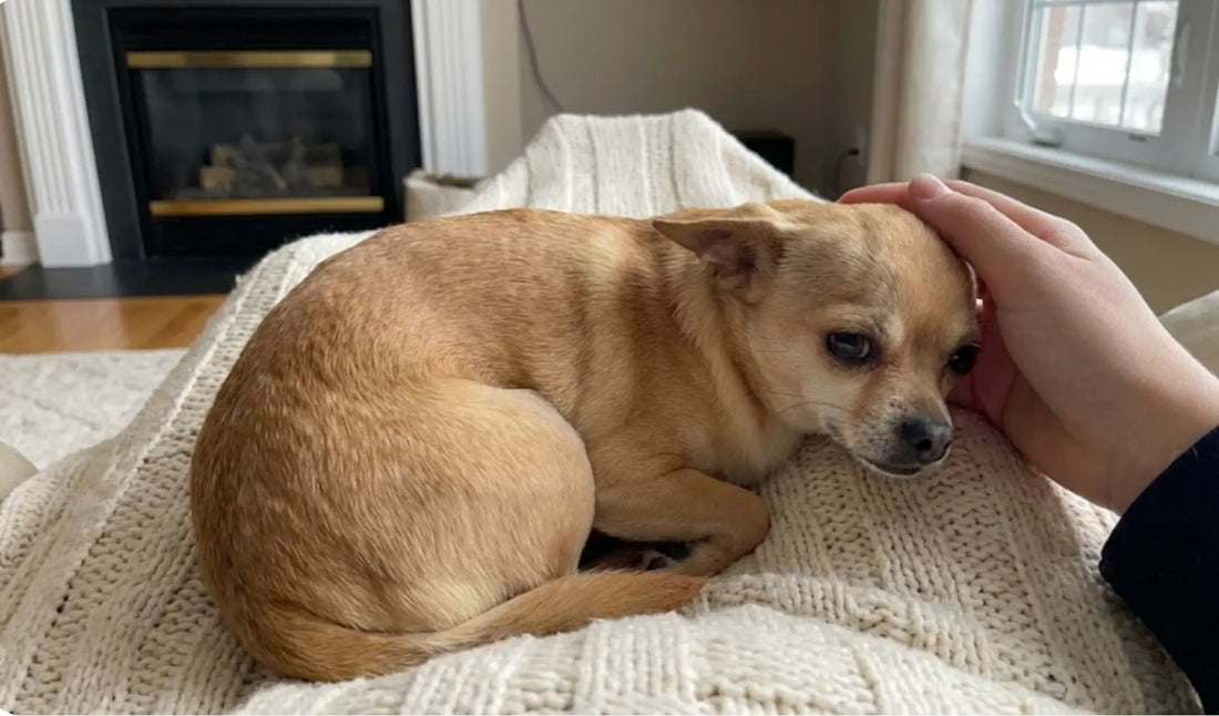 pourquoi mon chihuahua tremble