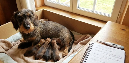 Reproduction du Teckel