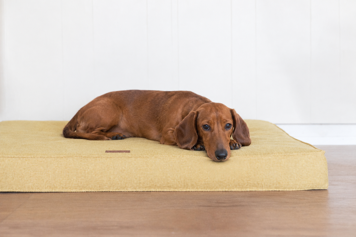 Matelas Orthopédique Bliss pour Teckel - Jaune