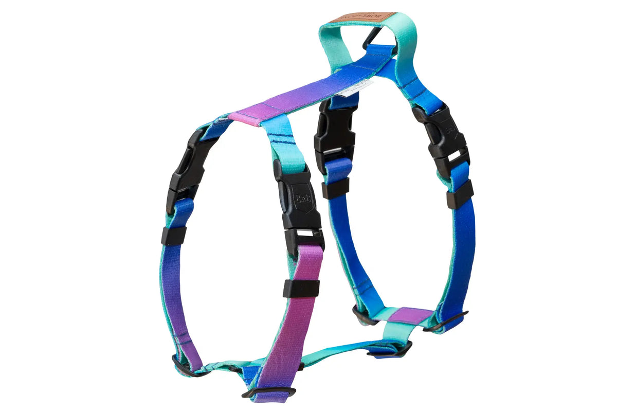 Harnais Gradient pour Teckel - Menthe-Azur