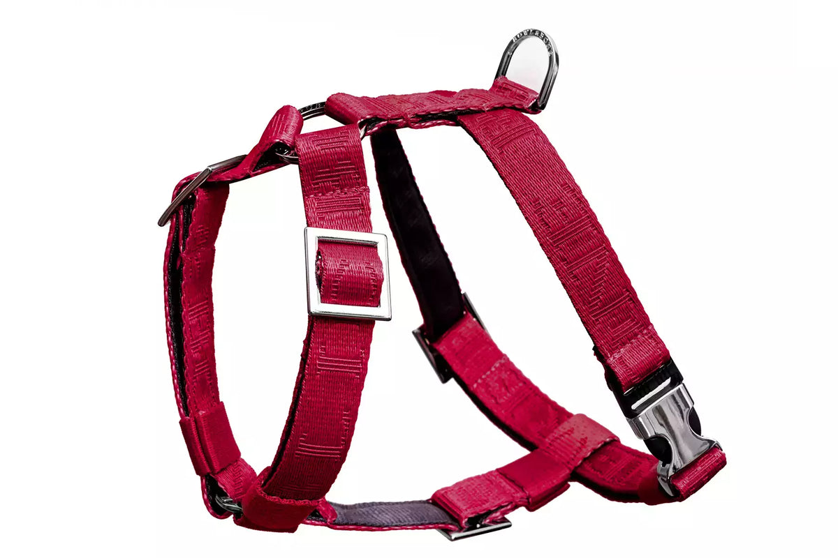 Harnais Bloom pour Teckel - Rouge
